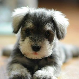 Meet your Posher, Leon